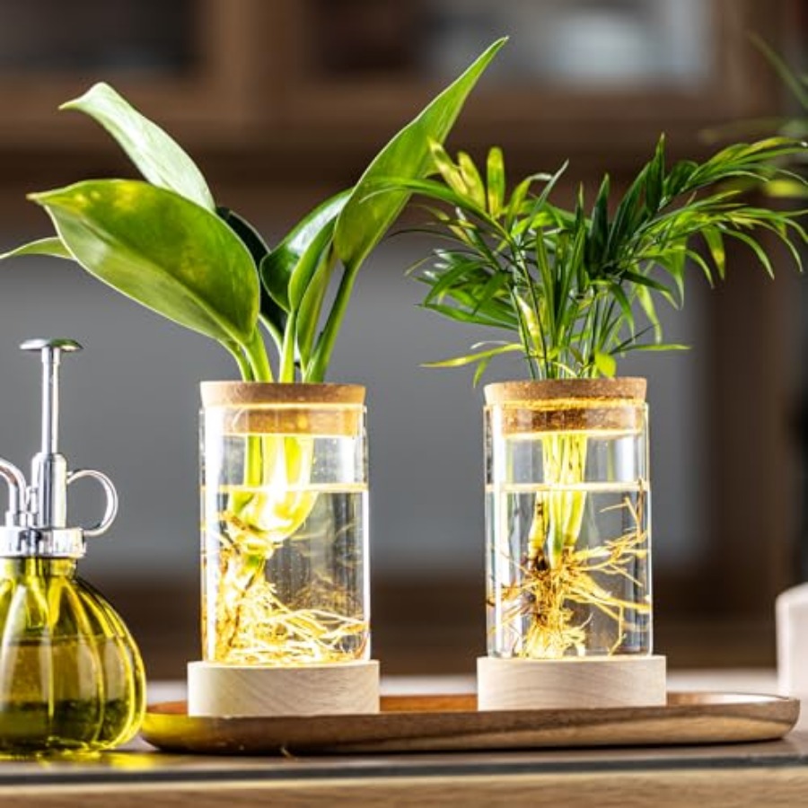 Glass Plant Propagation Statio - огляд і ціна Propagation Station Vase