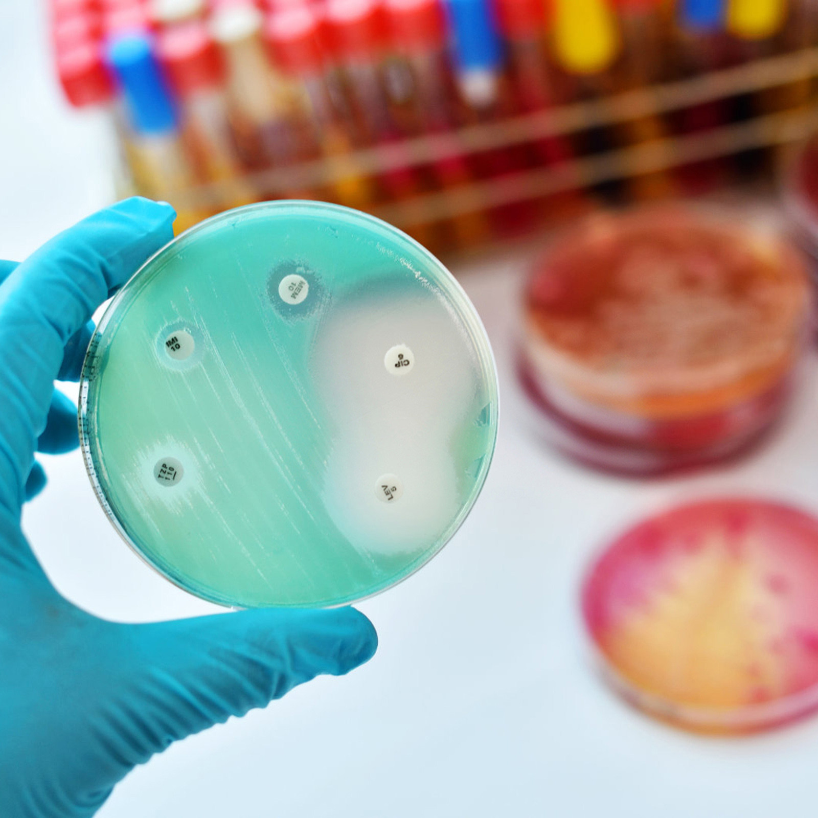 30Pcs Petri Dishes Plastic Cle - огляд і ціна Agar Tissue Culture